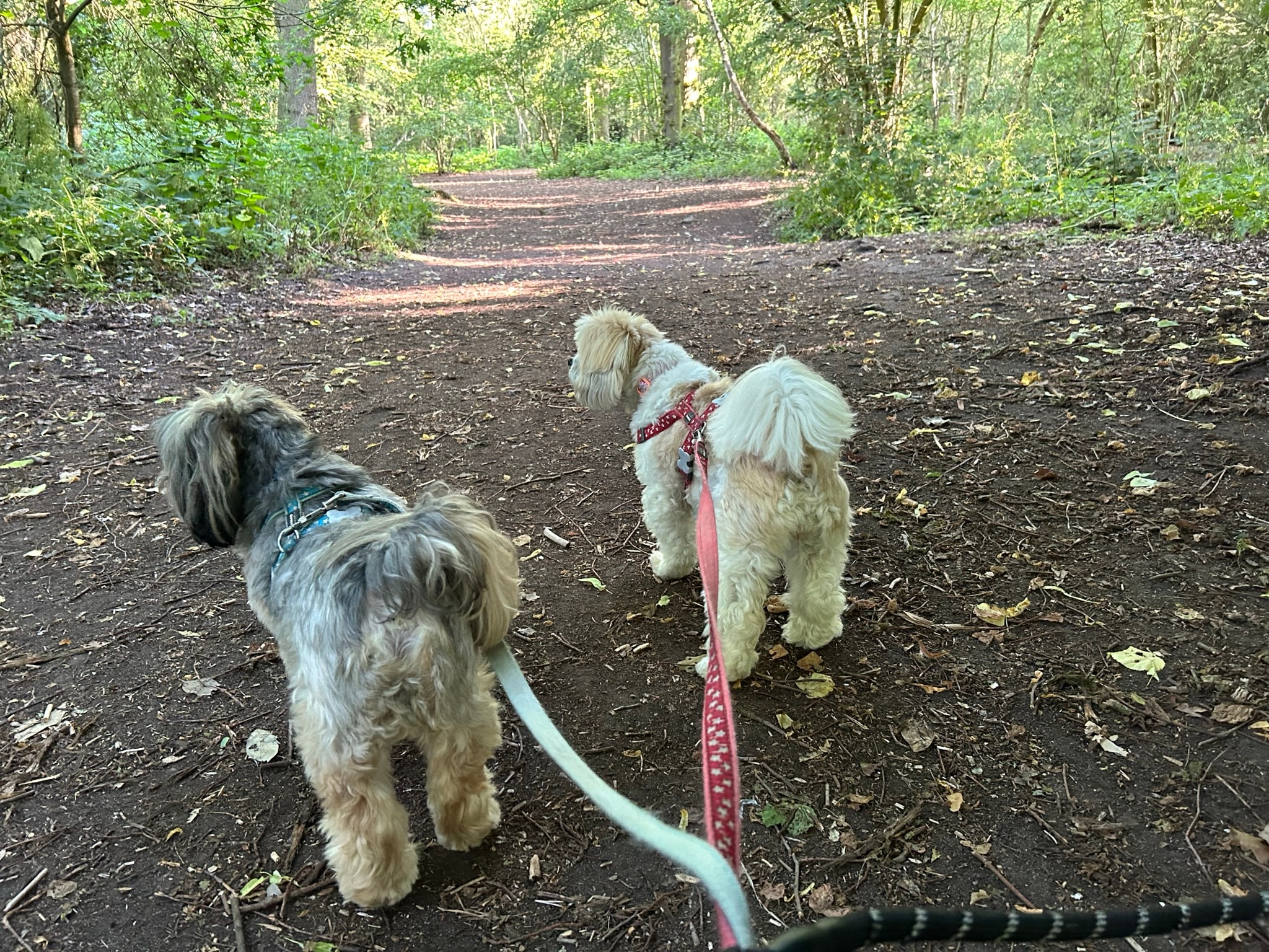 Two fluffy dogs on a woodland path