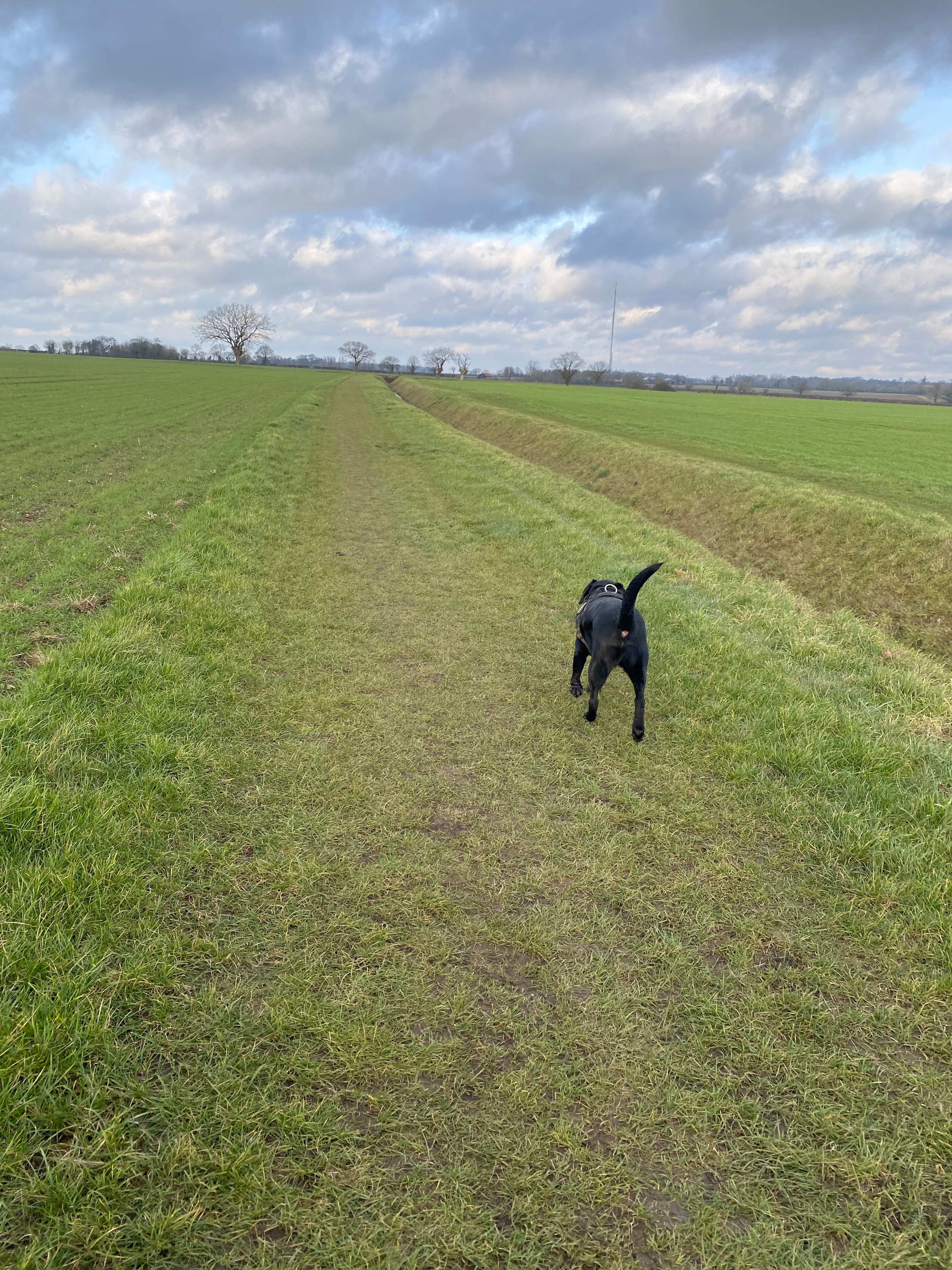 Black Labrador running across an open field