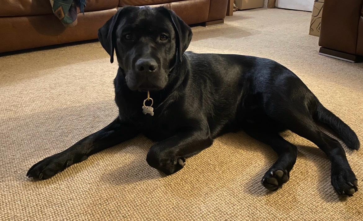 Black Labrador relaxing indoors on the carpet