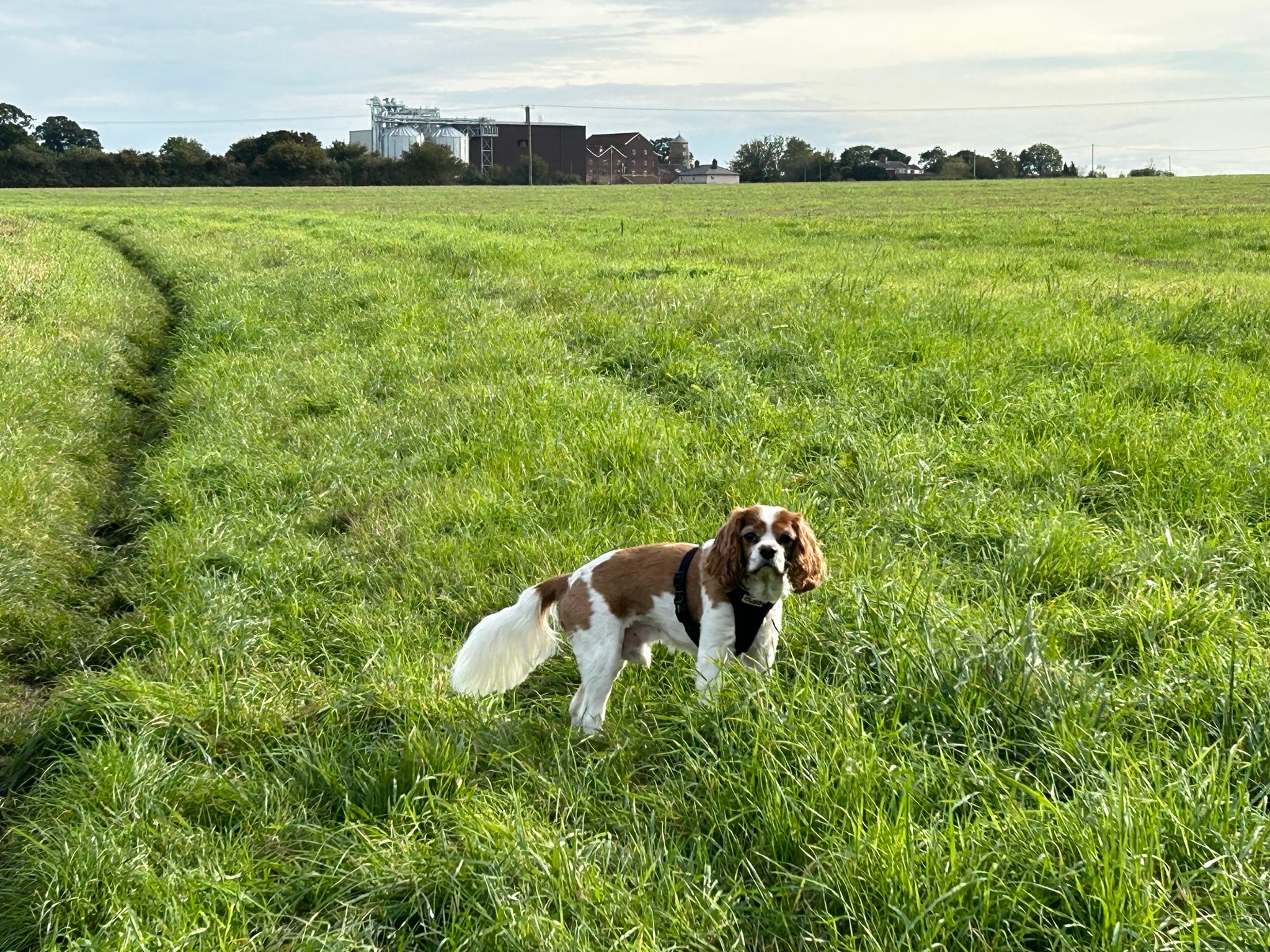 Cavalier King Charles Spaniel in a green field