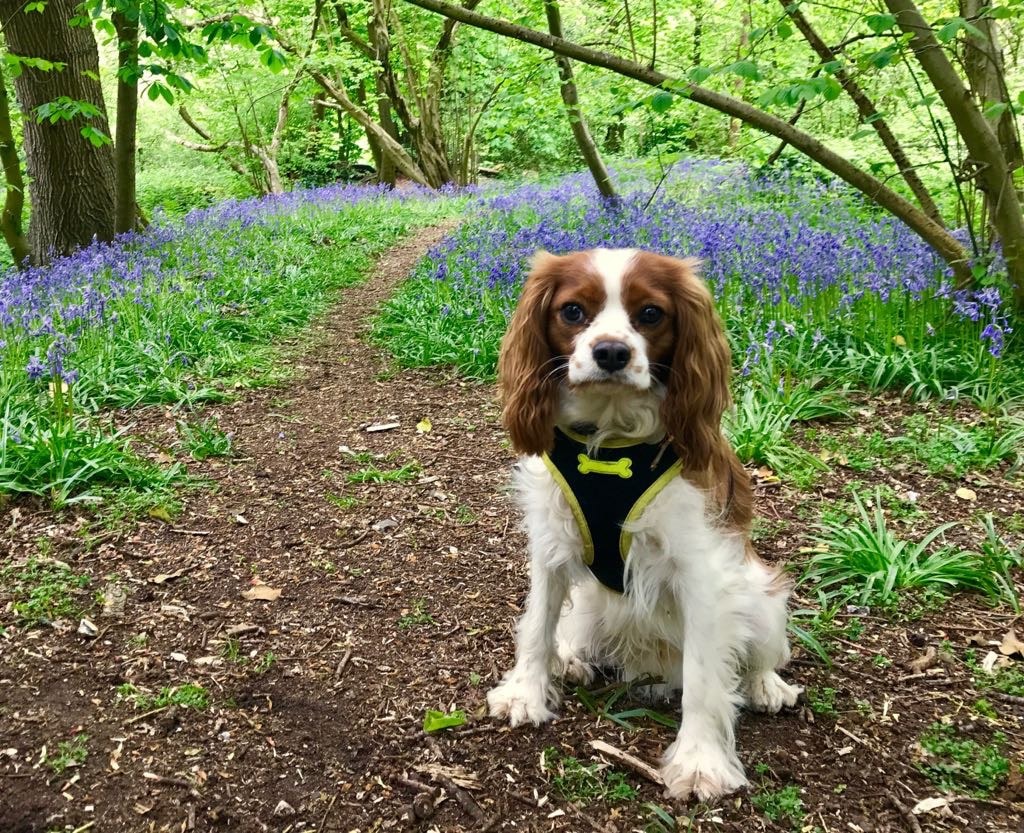Cavalier King Charles Spaniel in a bluebell wood