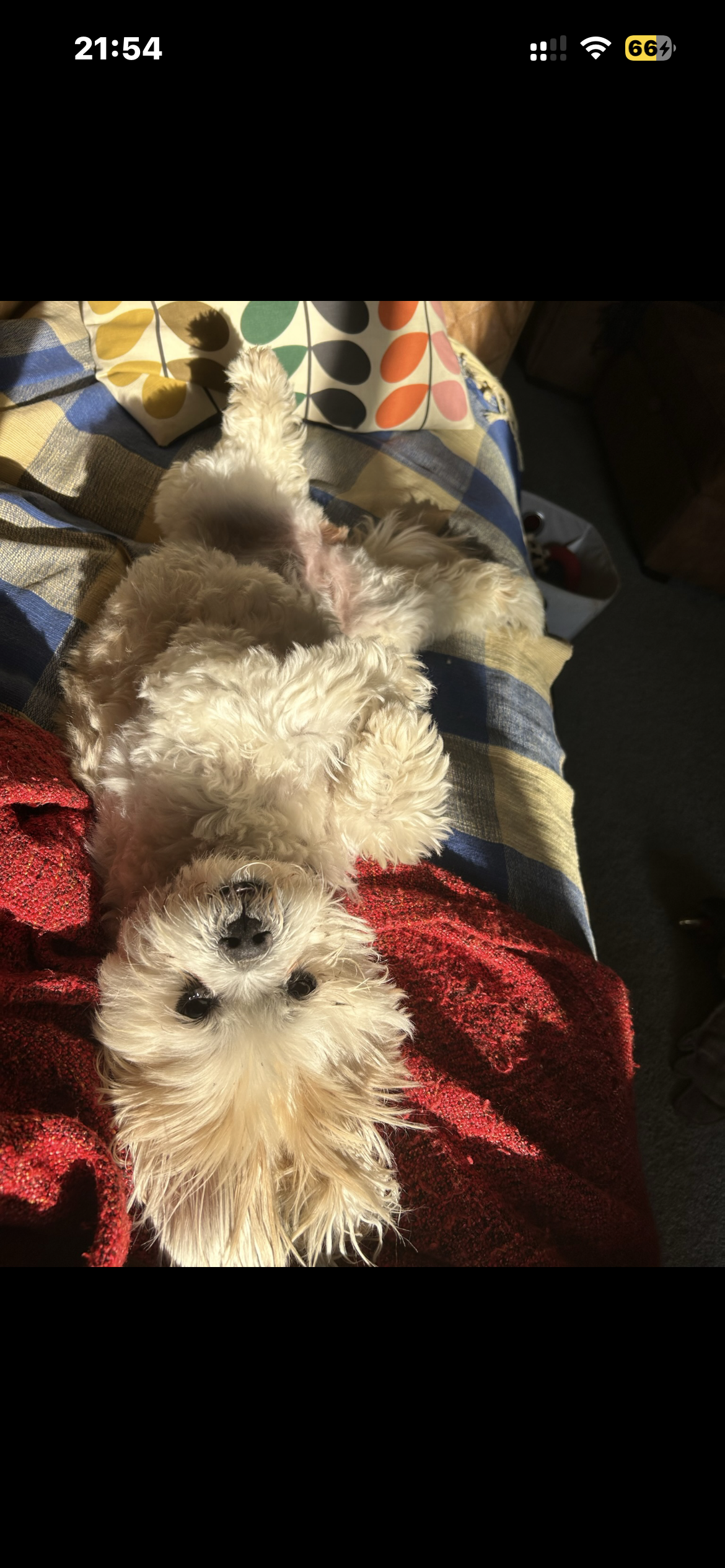 Pop-In Visits